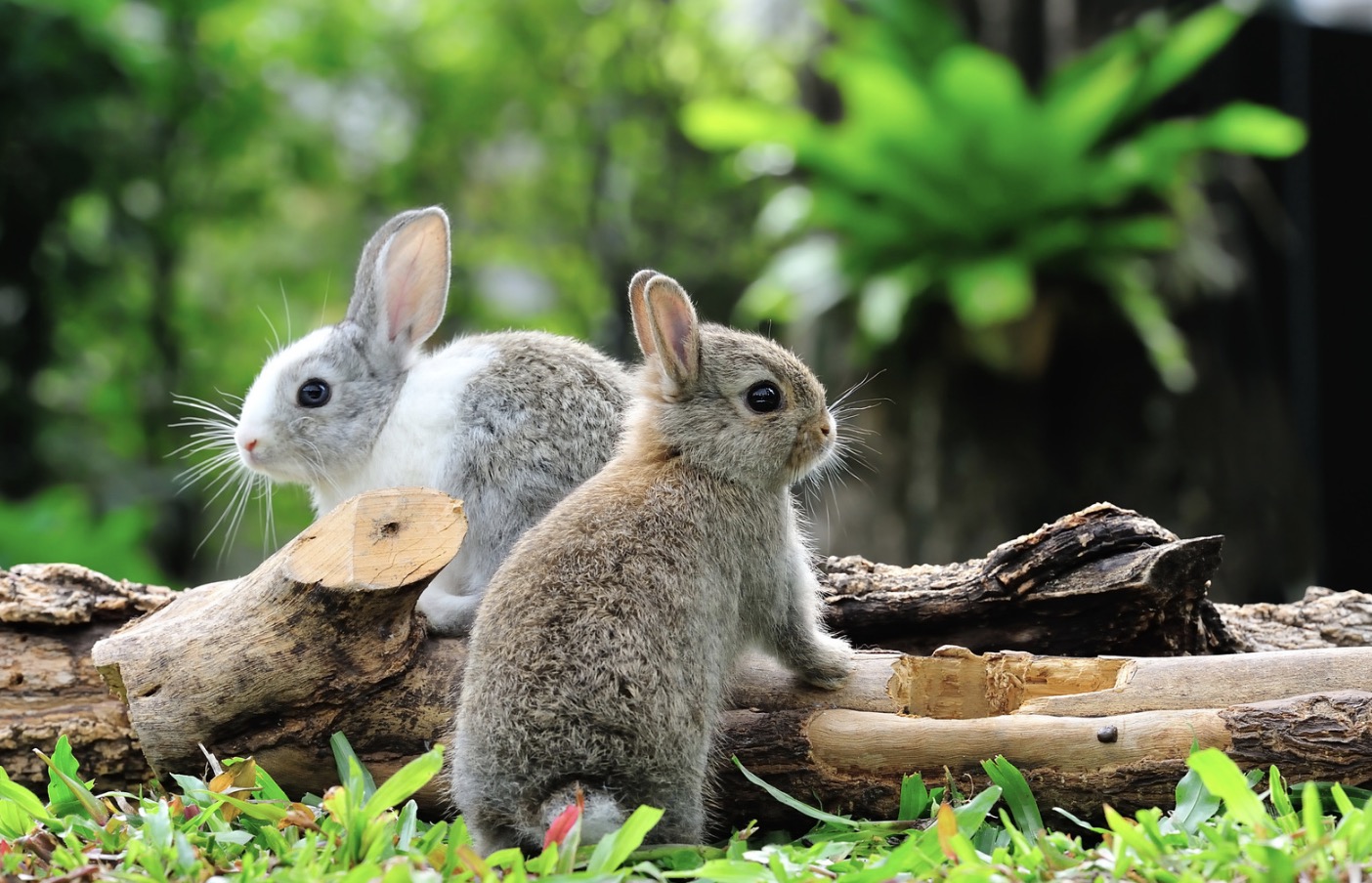Can Two Unneutered Male Rabbits Live Together? (Bonding Tips)